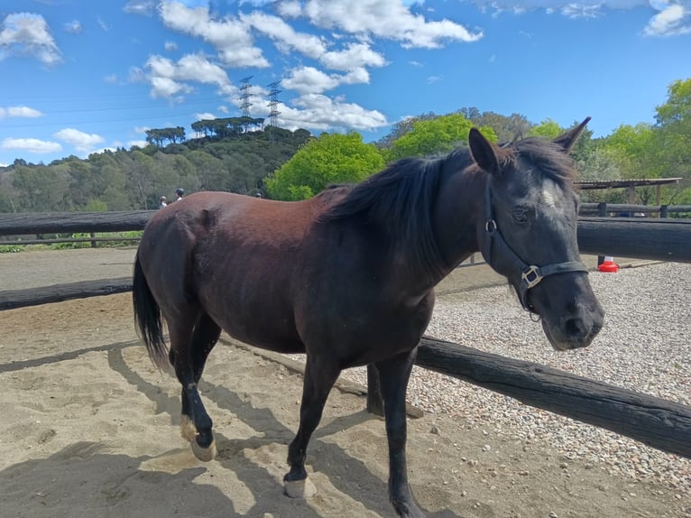 Olandese da Tiro Giumenta 9 Anni 166 cm Morello in Conreria, La (Sant Fost Campcentelles)