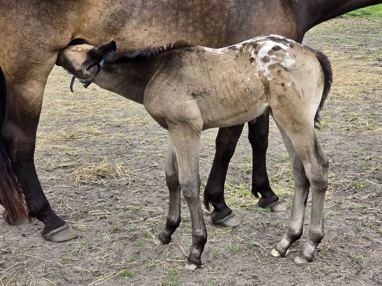 Olandese da Tiro Mix Stallone Puledri (04/2026) 162 cm Leopard in Beekbergen