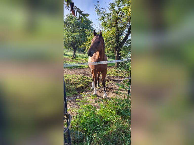 Old Wuerttemberg Gelding 10 years 16,2 hh Brown in Ravensburg