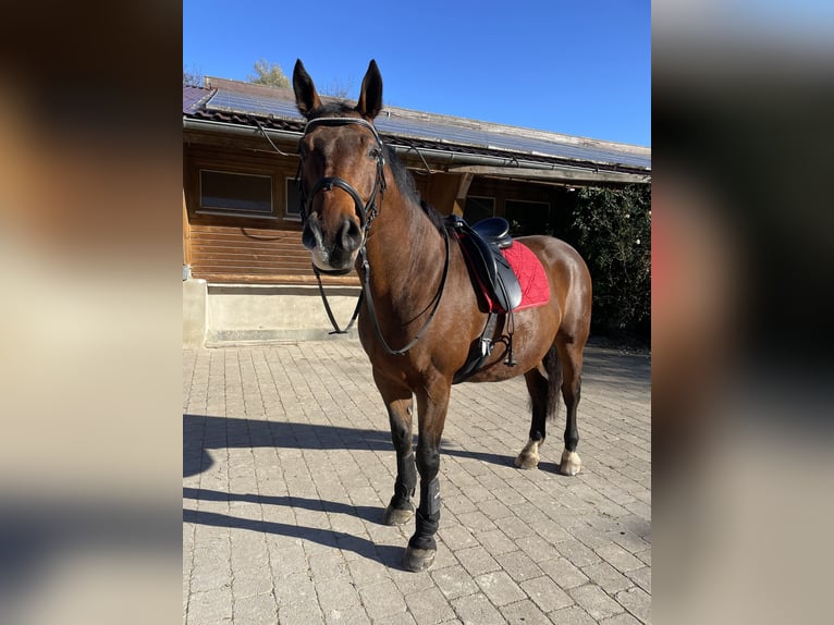 Old Wuerttemberg Gelding 15 years 16,2 hh in Gingen an der Fils