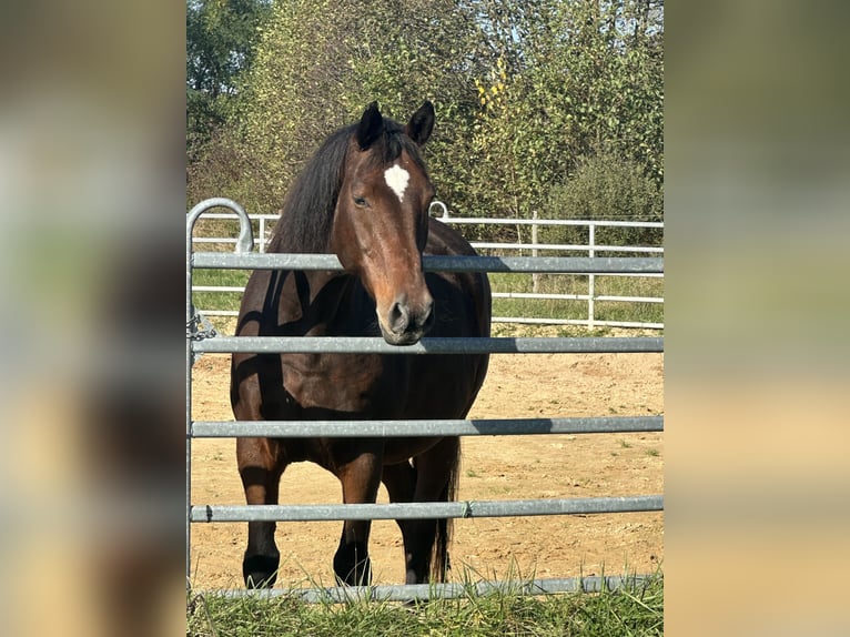 Old Wuerttemberg Gelding 16 years 16,2 hh Brown in Ensdorf