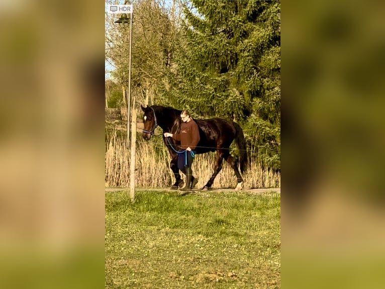 Old Wuerttemberg Gelding 16 years 16,2 hh Brown in Ensdorf