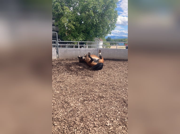 Old Wuerttemberg Gelding 30 years 16 hh Brown in Metzingen