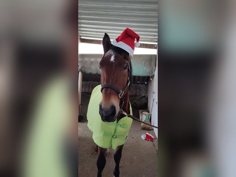 Old Wuerttemberg Gelding 31 years 16 hh Brown in Metzingen