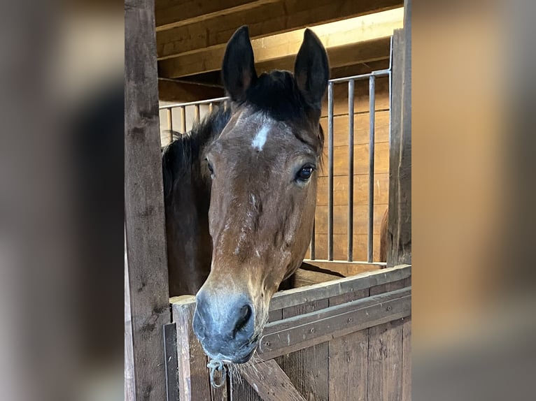 Old Wuerttemberg Gelding 31 years 16 hh Brown in Metzingen