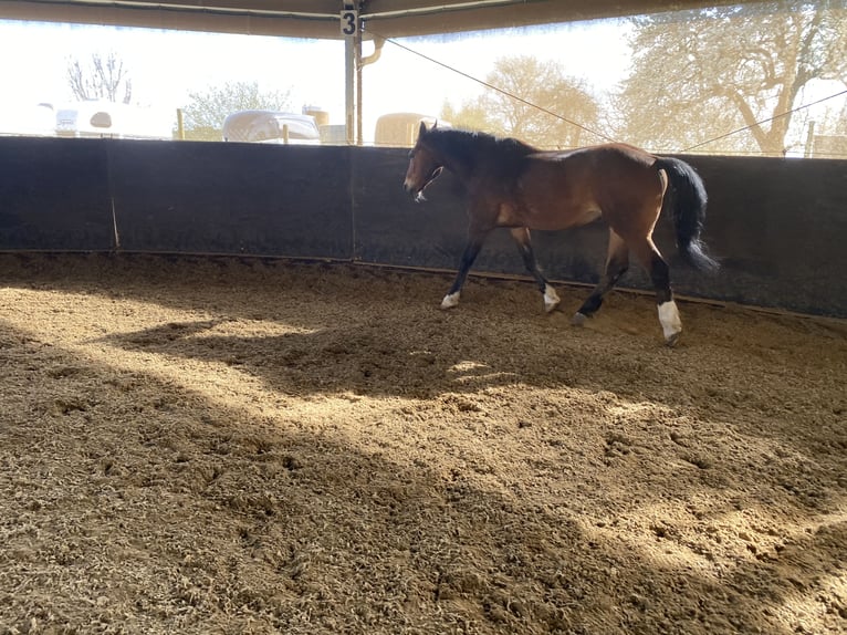 Old Wuerttemberg Gelding 31 years 16 hh Brown in Metzingen