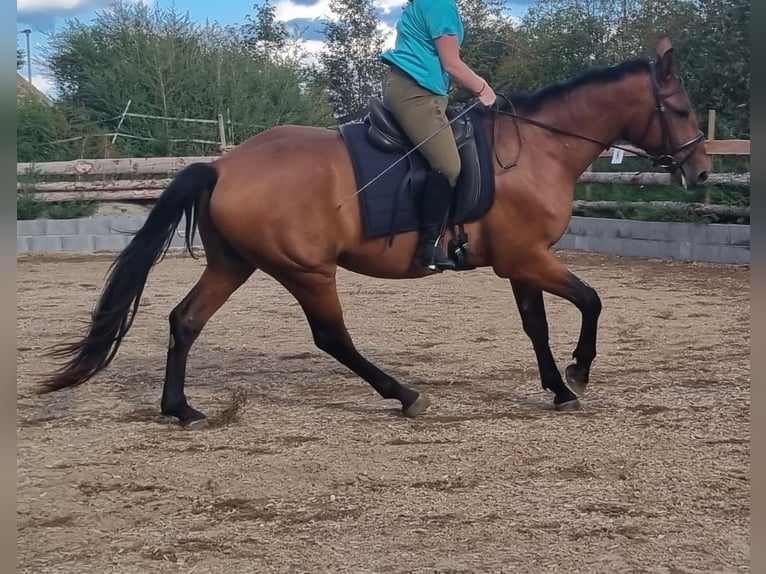 Old Wuerttemberg Gelding 3 years 15.3 hh Brown in Ebenweiler