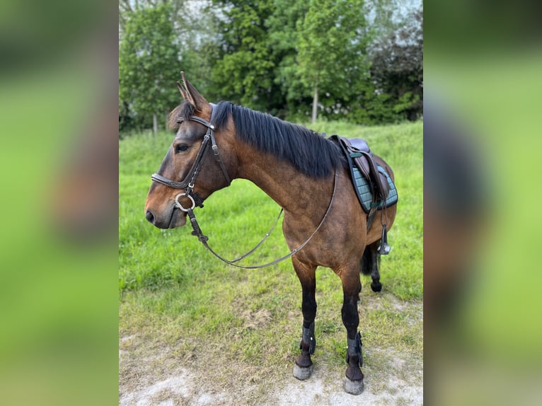 Old Wuerttemberg Gelding 8 years 15,2 hh Brown in Waldenburg