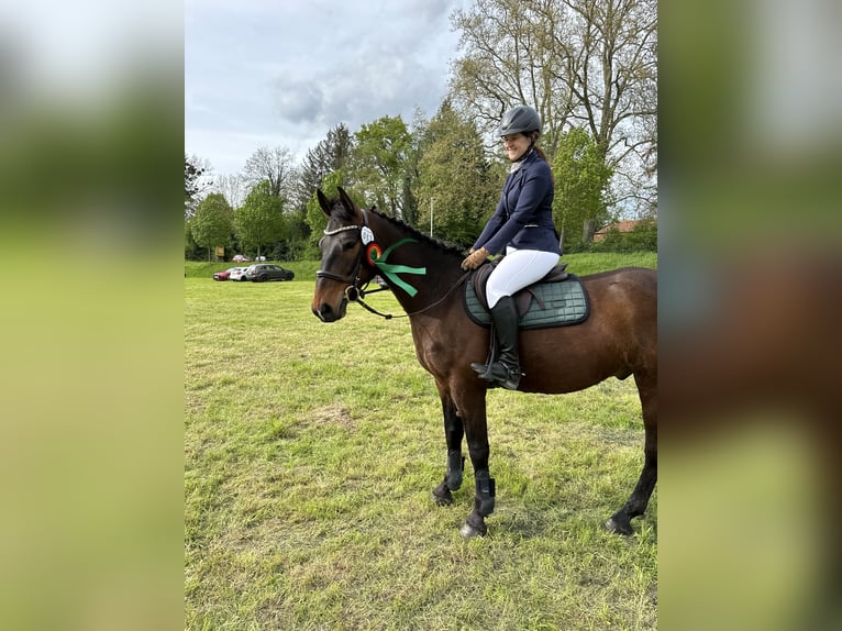 Old Wuerttemberg Gelding 8 years 15,2 hh Brown in Waldenburg