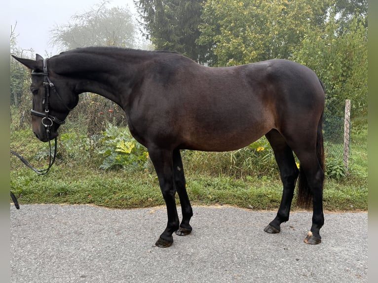 Old Wuerttemberg Mare 3 years 15,1 hh Bay-Dark in Brackenheim