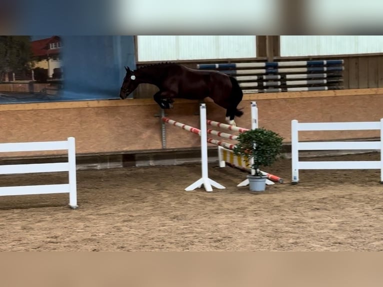 Old Wuerttemberg Mare 3 years 15 hh Brown in Schwörstadt