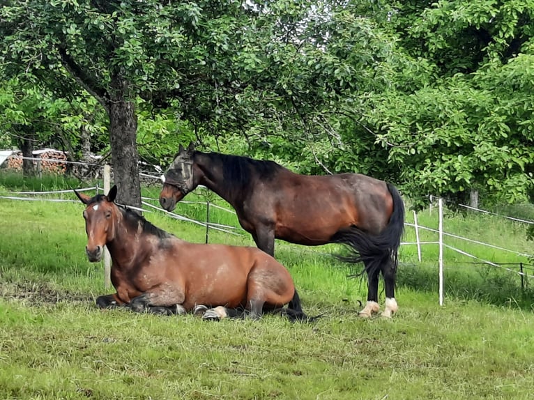 Old Wuerttemberg Mare 9 years 16 hh Brown in Hasel