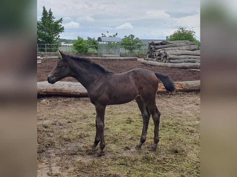 Old Wuerttemberg Mare Foal (04/2025) Smoky-Black in Merklingen