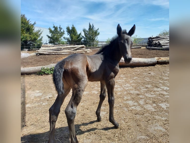 Old Wuerttemberg Mare Foal (04/2025) Smoky-Black in Merklingen