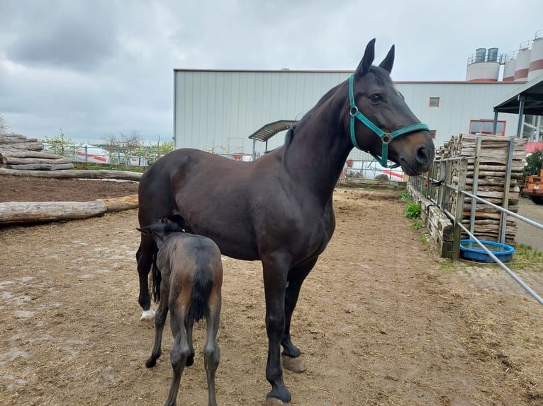 Old Wuerttemberg Mare Foal (04/2025) Smoky-Black in Merklingen