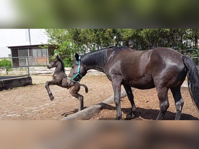 Old Wuerttemberg Mare Foal (04/2025) Smoky-Black in Merklingen