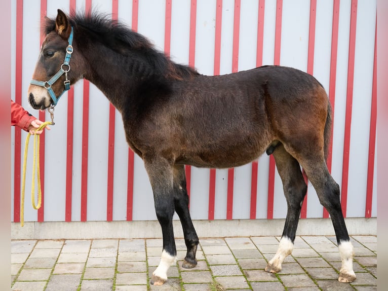 Old Wuerttemberg Stallion 1 year 12,2 hh Brown in Horgenzell