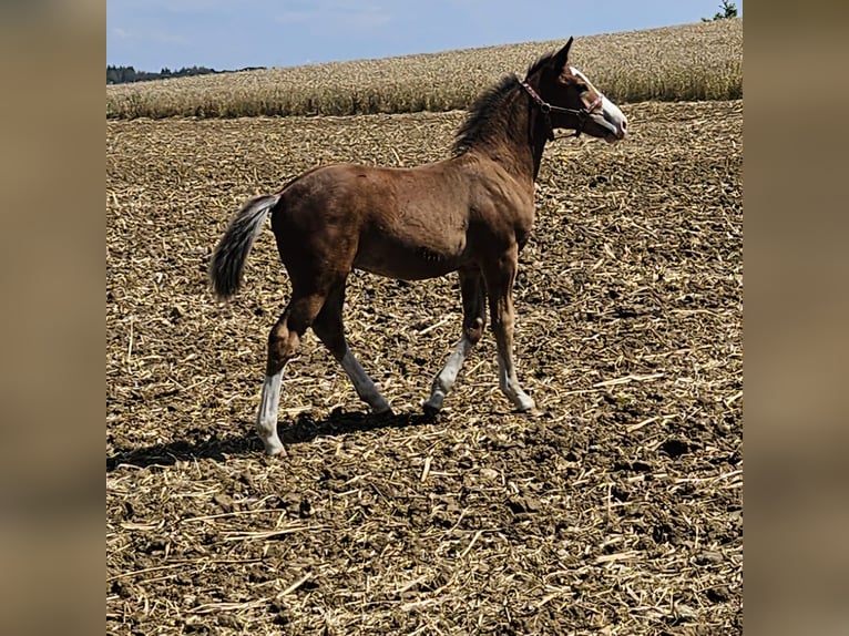 Old Wuerttemberg Stallion 1 year 15,2 hh Brown in Laichingen Suppingen