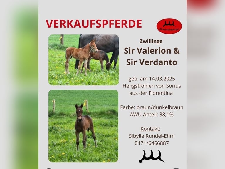 Old Wuerttemberg Stallion Foal (03/2025) Brown in Berg