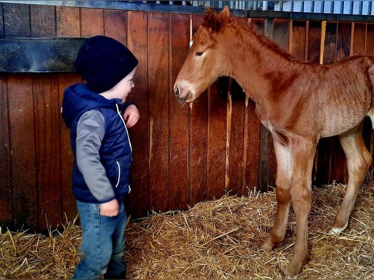 Old Wuerttemberg Stallion Foal (03/2024) Chestnut-Red in Alfdorf