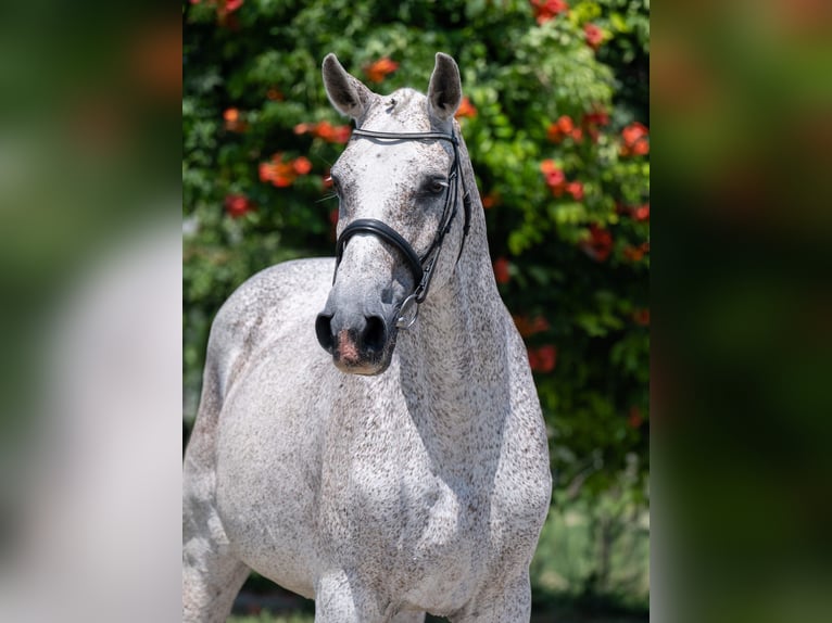 Oldenbourg Inconnu Embryon  in Kaulille