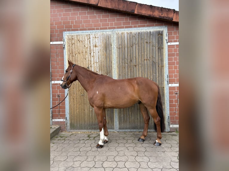 Oldenbourg Étalon 11 Ans 166 cm Alezan in Isernhagen