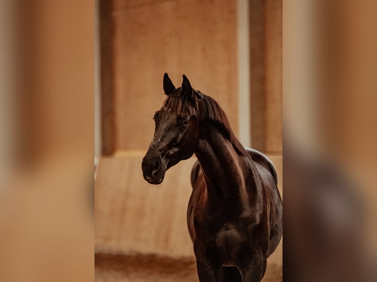 Oldenbourg Étalon 12 Ans 169 cm Noir in Renchen