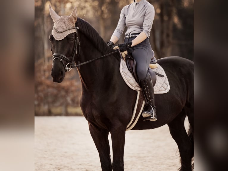 Oldenbourg Étalon 12 Ans 169 cm Noir in Renchen