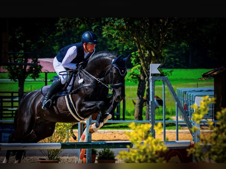 Oldenbourg Étalon 12 Ans 170 cm Noir in Neunkirchen