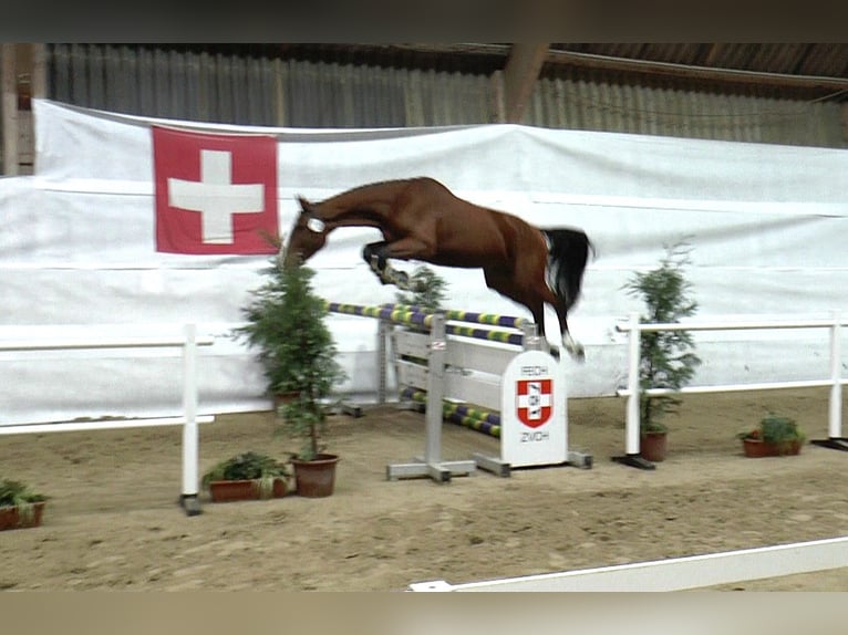 Oldenbourg Étalon 12 Ans 172 cm Bai in Corminboeuf