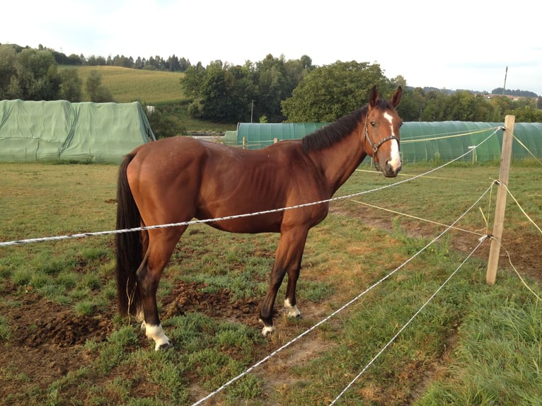 Oldenbourg Étalon 12 Ans 172 cm Bai in Corminboeuf