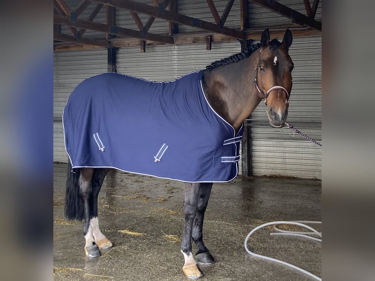 Oldenbourg Étalon 13 Ans 168 cm Bai brun in Győrújbarát
