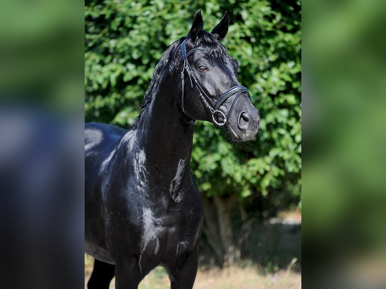 Oldenbourg Étalon 13 Ans 171 cm Noir in Isernhagen