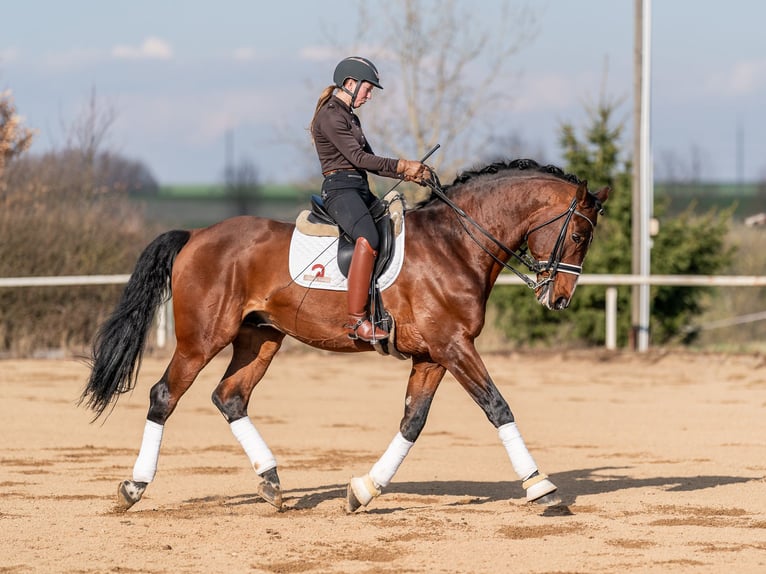 Oldenbourg Étalon 14 Ans 172 cm Bai cerise in Prague