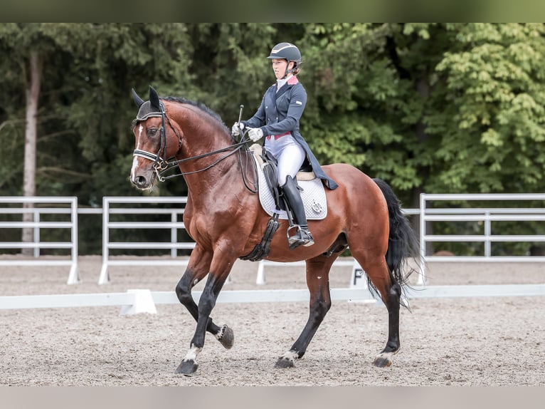 Oldenbourg Étalon 14 Ans 172 cm Bai cerise in Prague