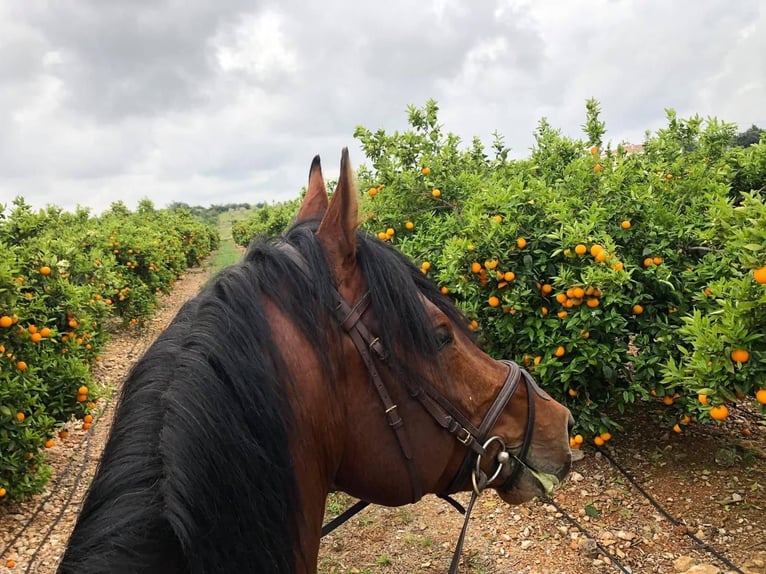 Oldenbourg Étalon 14 Ans 172 cm Bai in Quierschied