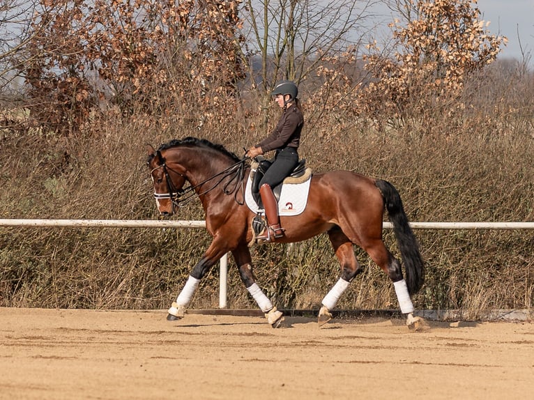 Oldenbourg Étalon 15 Ans 172 cm Bai cerise in Prague