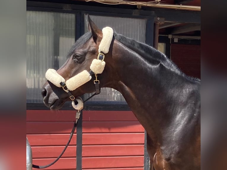 Oldenbourg Étalon 16 Ans 168 cm Bai brun foncé in Frankfurt am Main