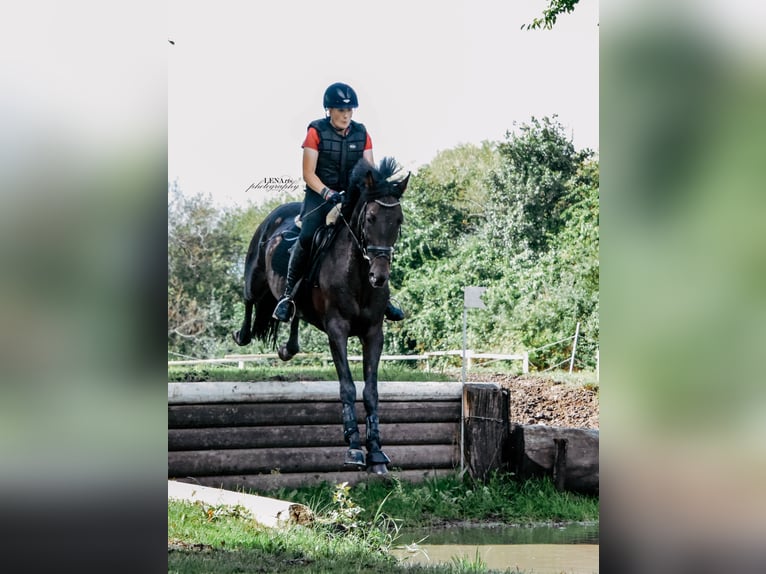 Oldenbourg Étalon 17 Ans 168 cm Bai brun foncé in Walchum