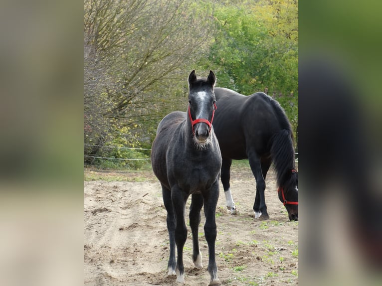 Oldenbourg Étalon 1 Année 140 cm Gris in Üllő
