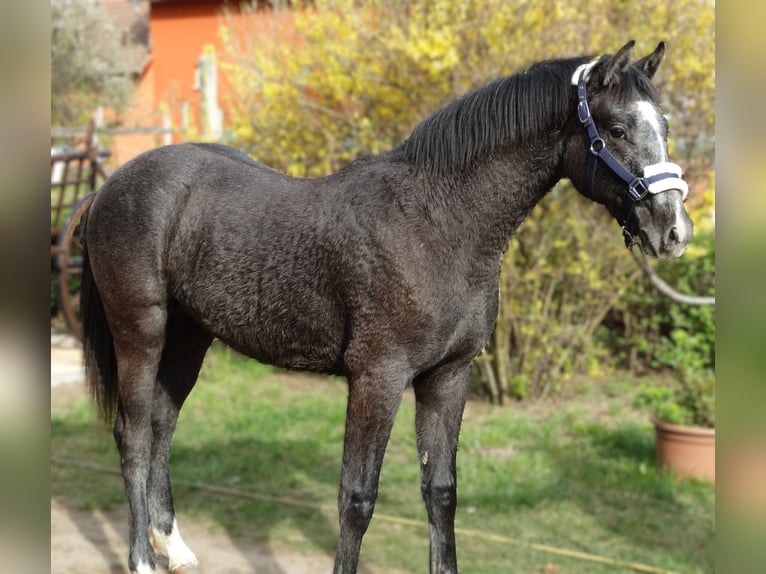 Oldenbourg Étalon 1 Année 147 cm Gris in Üllő
