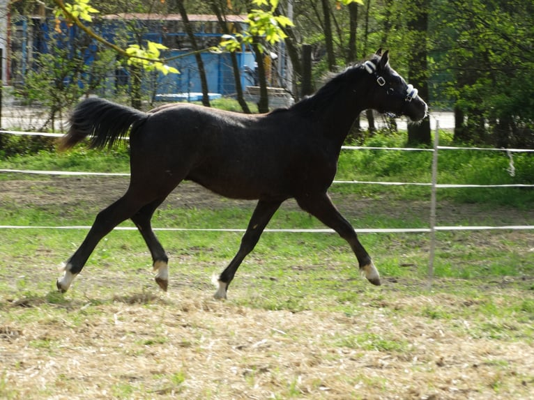 Oldenbourg Étalon 1 Année 147 cm Gris in Üllő