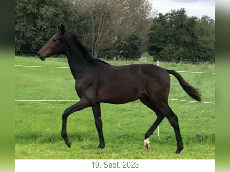 Oldenbourg Étalon 1 Année 158 cm Bai brun in Dortmund