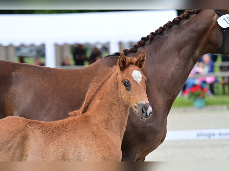 Oldenbourg Étalon 1 Année 165 cm Alezan brûlé in Neuenkirchen