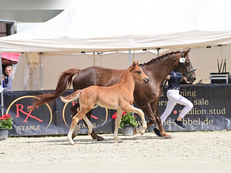 Oldenbourg Étalon 1 Année 165 cm Alezan brûlé in Neuenkirchen