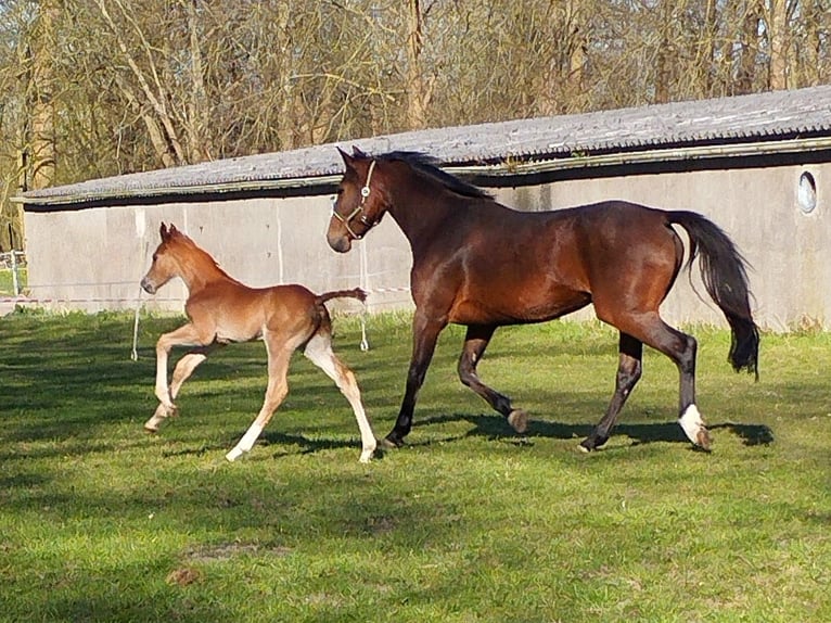 Oldenbourg Étalon 1 Année 165 cm Alezan in Wilhelmshaven