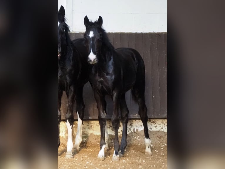 Oldenbourg Étalon 1 Année 167 cm Noir in Bramsche