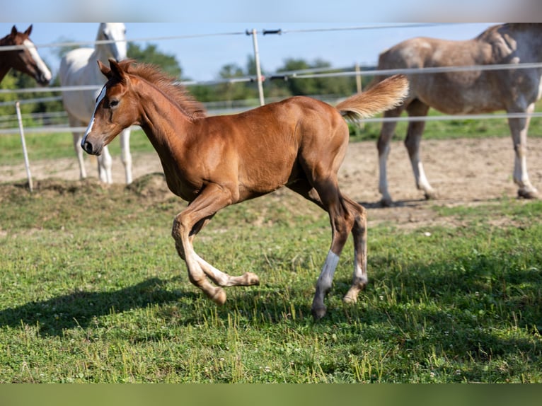 Oldenbourg Étalon 1 Année 168 cm Alezan in Marktl