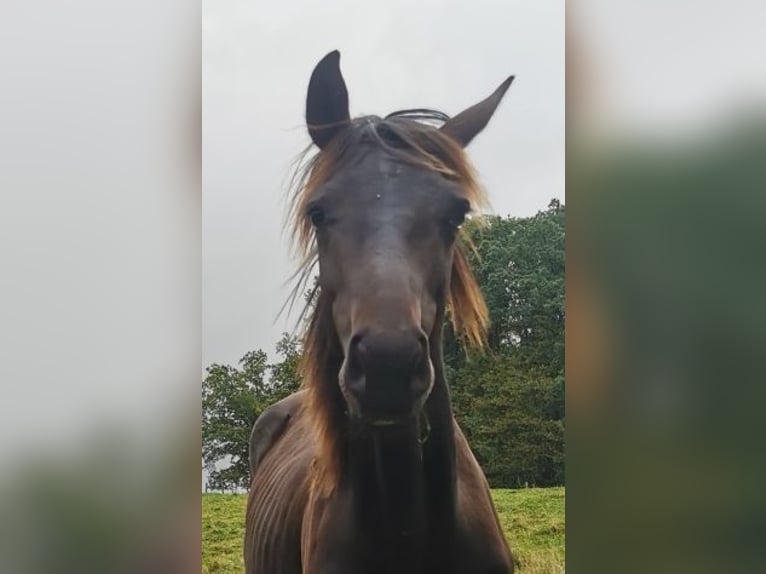 Oldenbourg Étalon 1 Année 168 cm Bai brun foncé in Reichshof