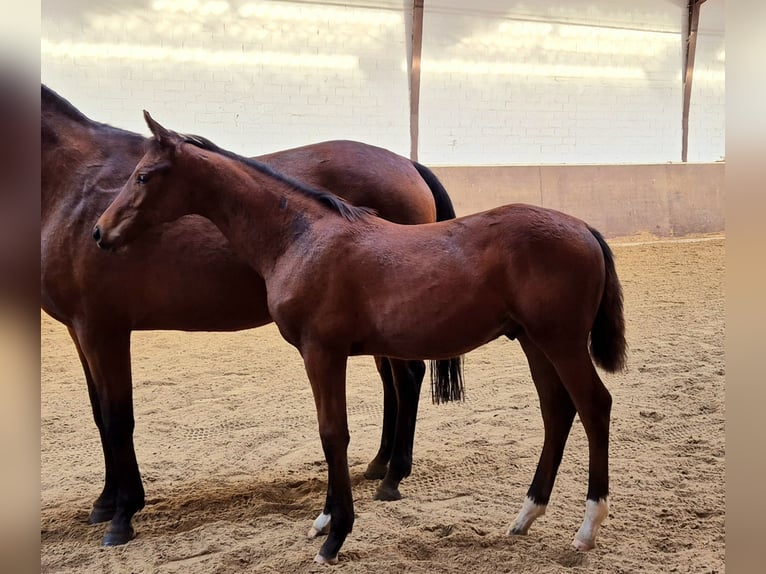 Oldenbourg Étalon 1 Année 169 cm Bai brun in Drentwede